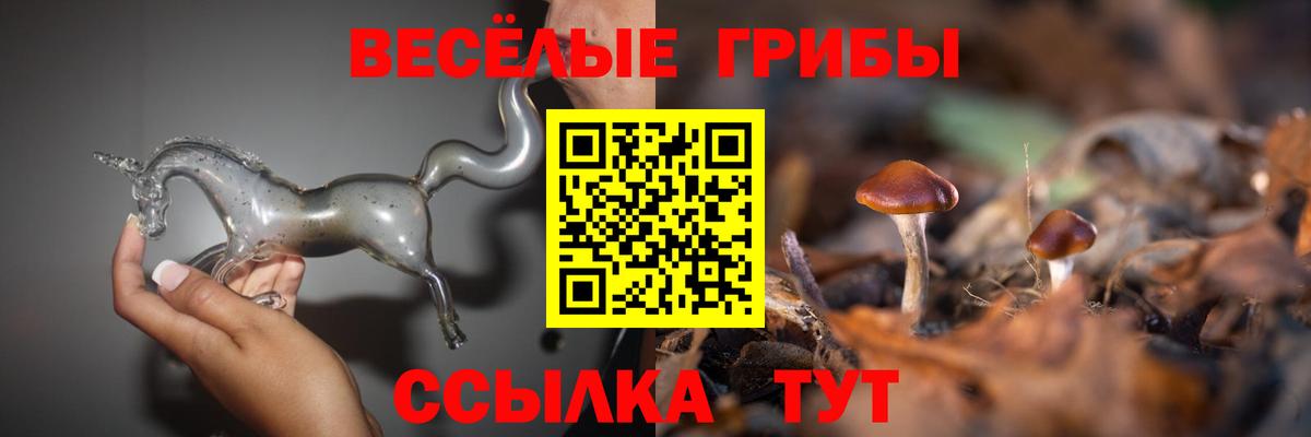 Псилоцибиновые грибы Psilocybe  Вход с VPN  Гусев 