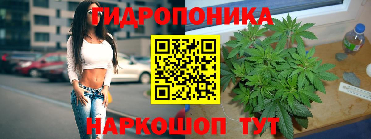 Каннабис индика Гусев